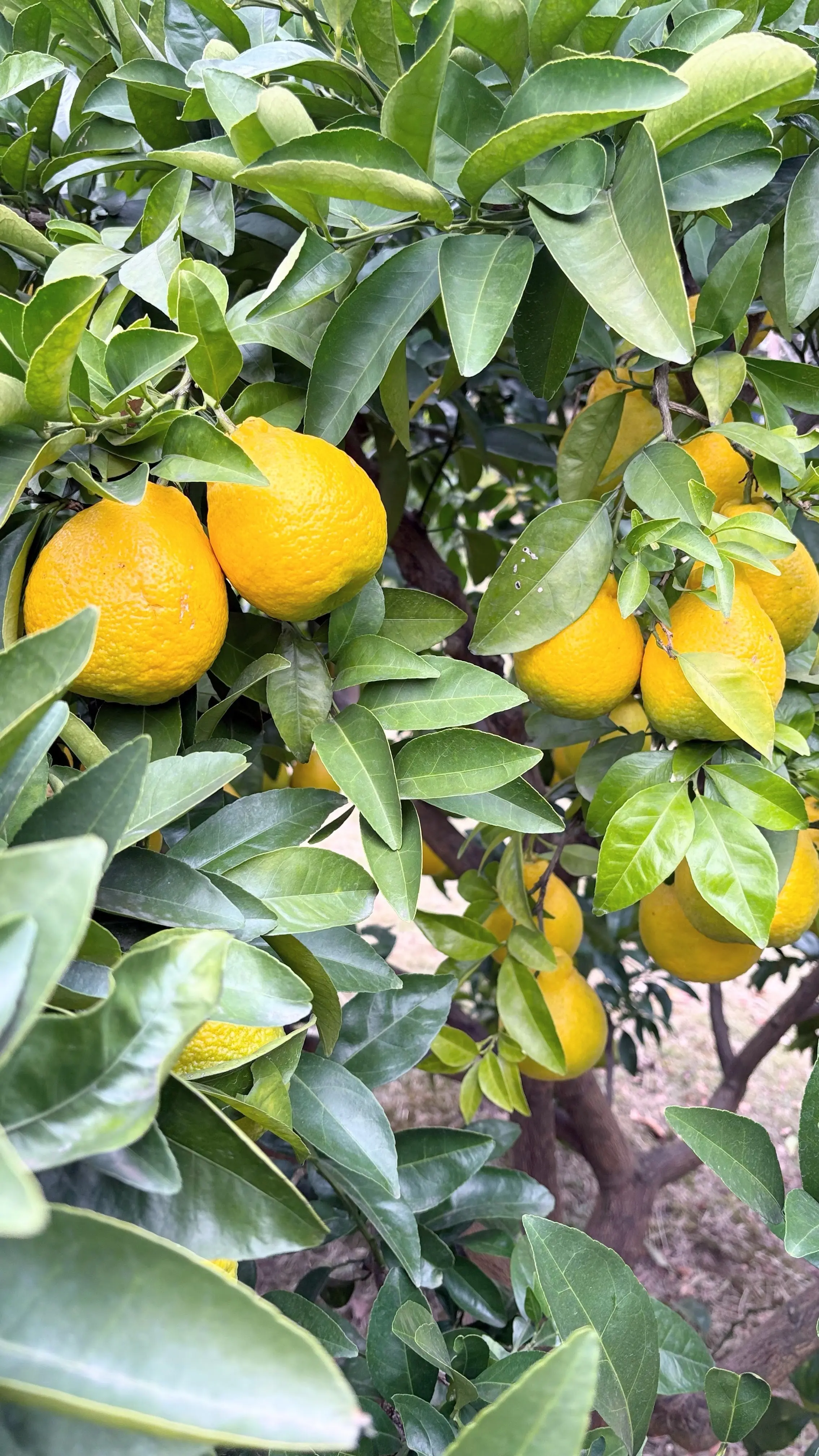 乾通り散策＊GUコーデ_1_8