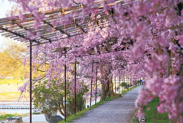 一生に一度は愛でたい、京都の“名桜”【「京都」桜にまつわる10の愉しみ】_1_2-2