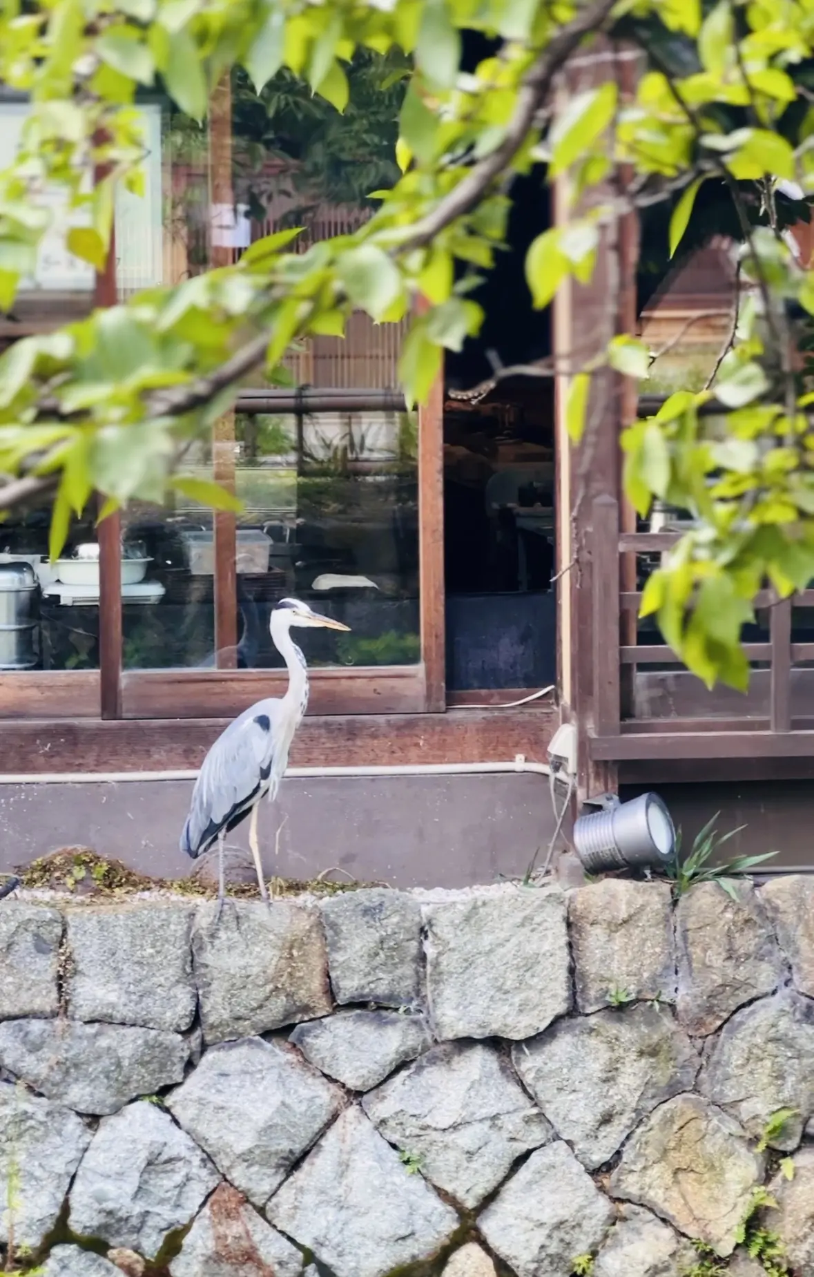 【京都】祇園ランチと白川散策_1_3