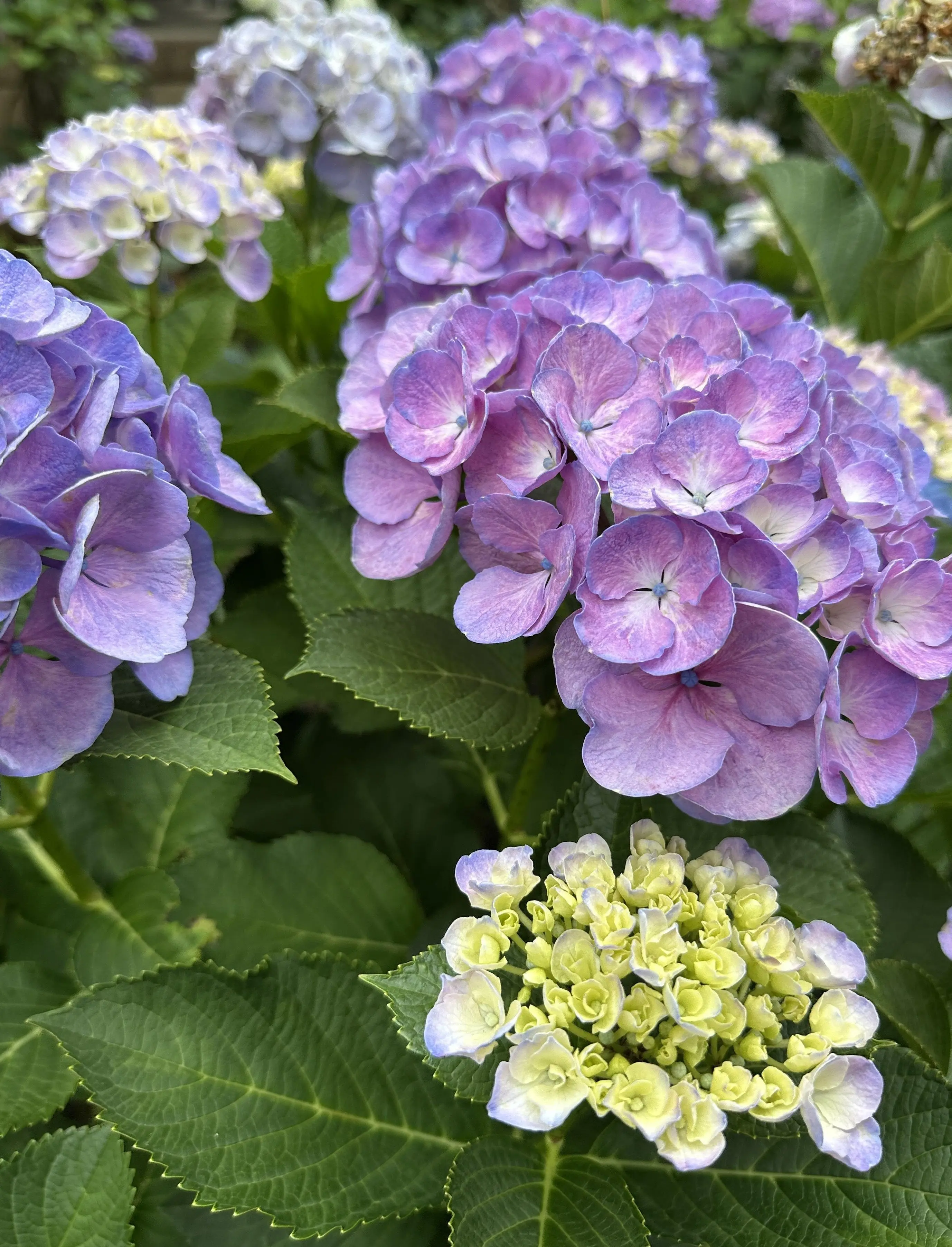 紫陽花　紫