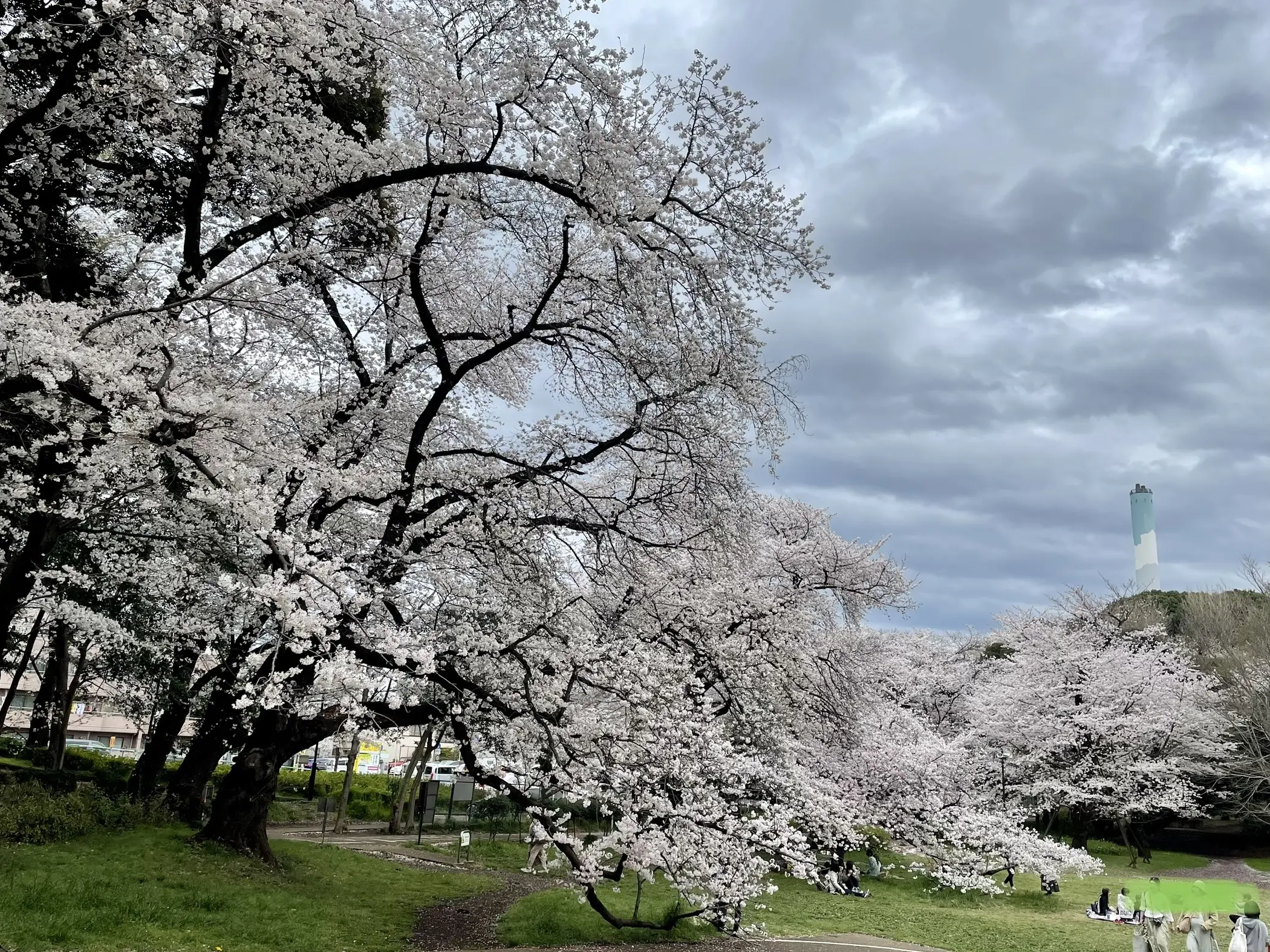 桜満開の大波｢砧公園｣♡｢五感に触れる｣素敵カフェにて_1_3