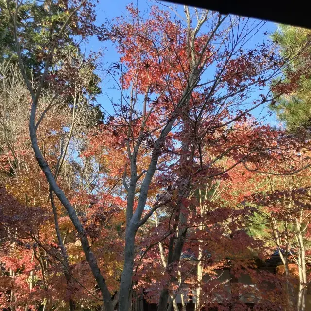 や東屋がいくつかあるので、座ってのんびり紅葉を堪能できます。