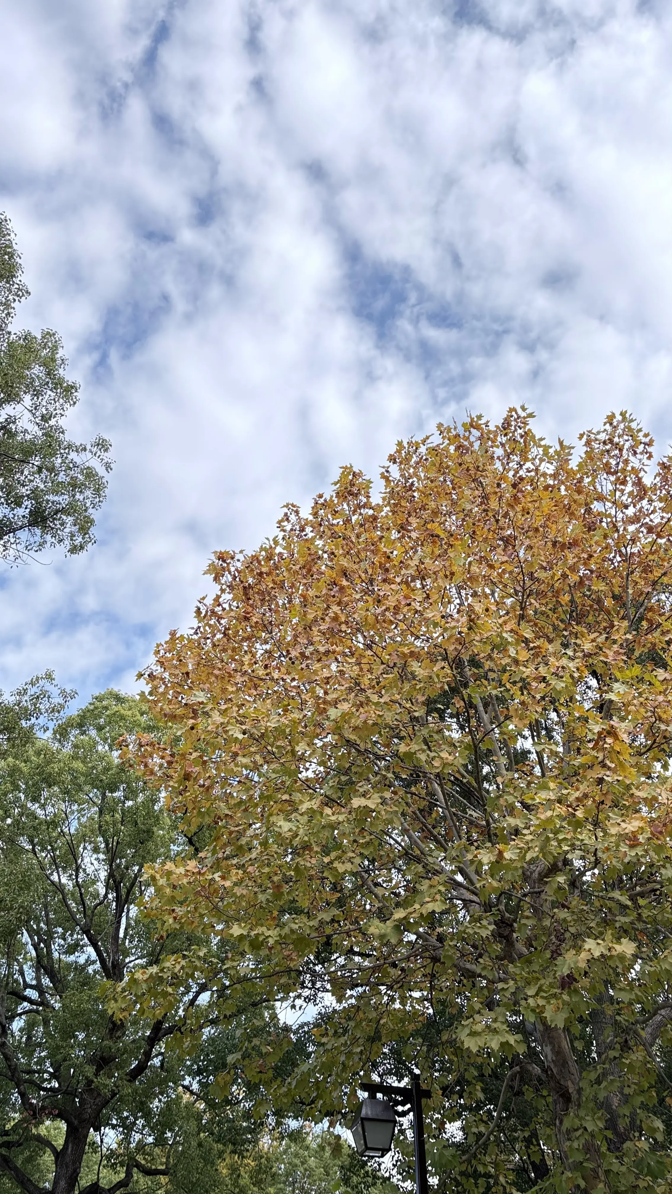 浮間公園　園内　紅葉