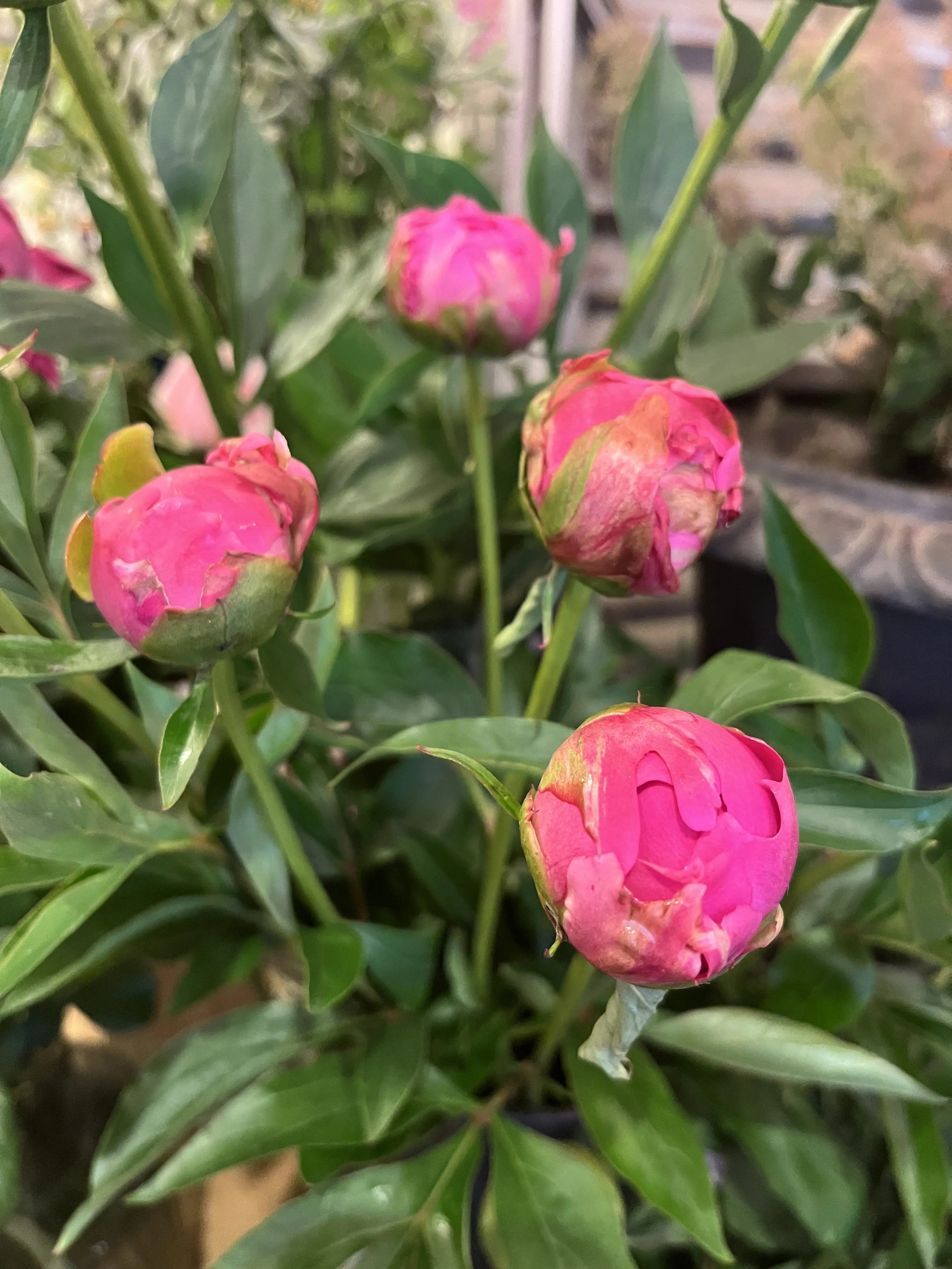 初めて選んだお花でブーケ_1_4