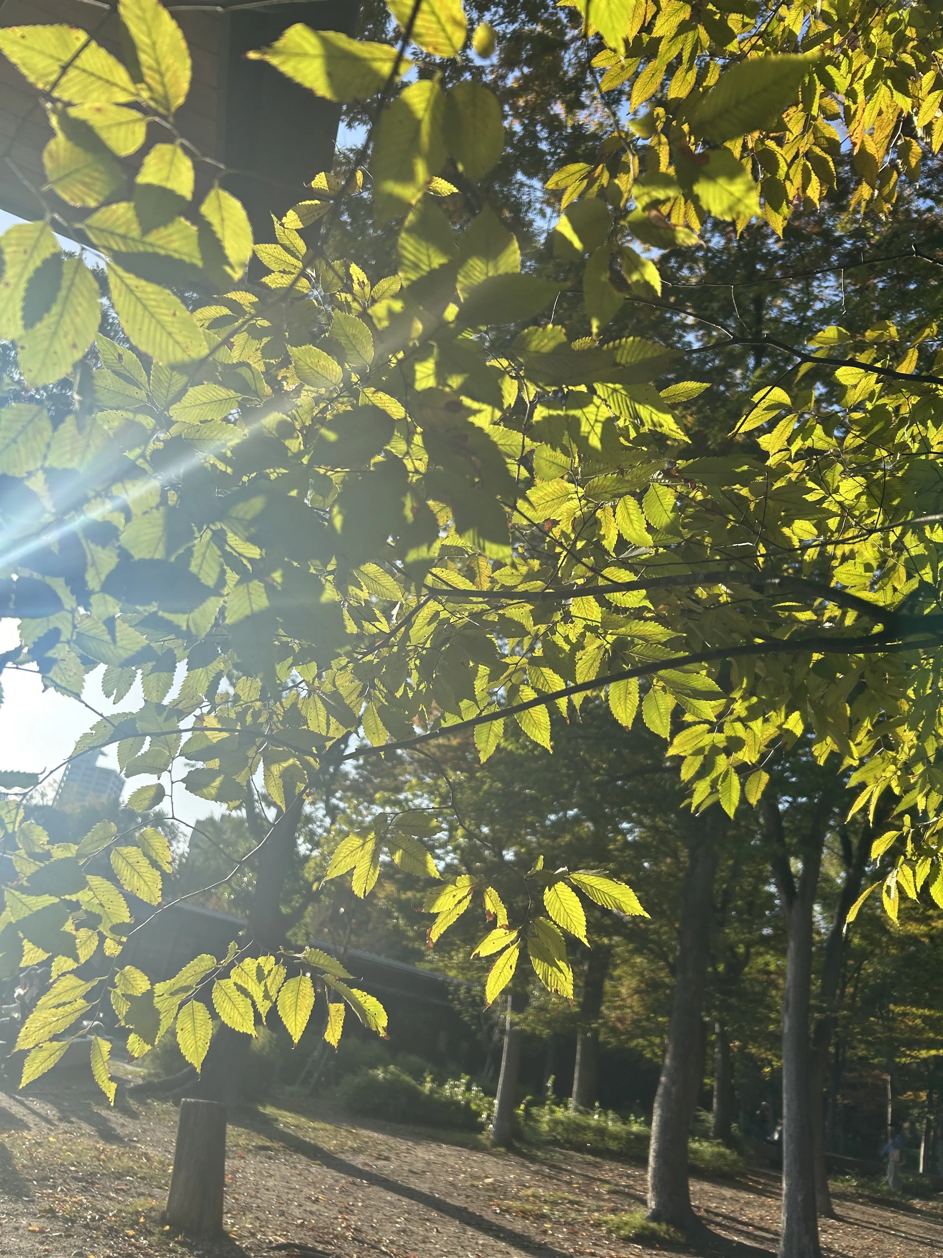 【きれいめ✖️カジュアル✨】トレンチコートで作る2つの私スタイル✨🧥_1_6-2