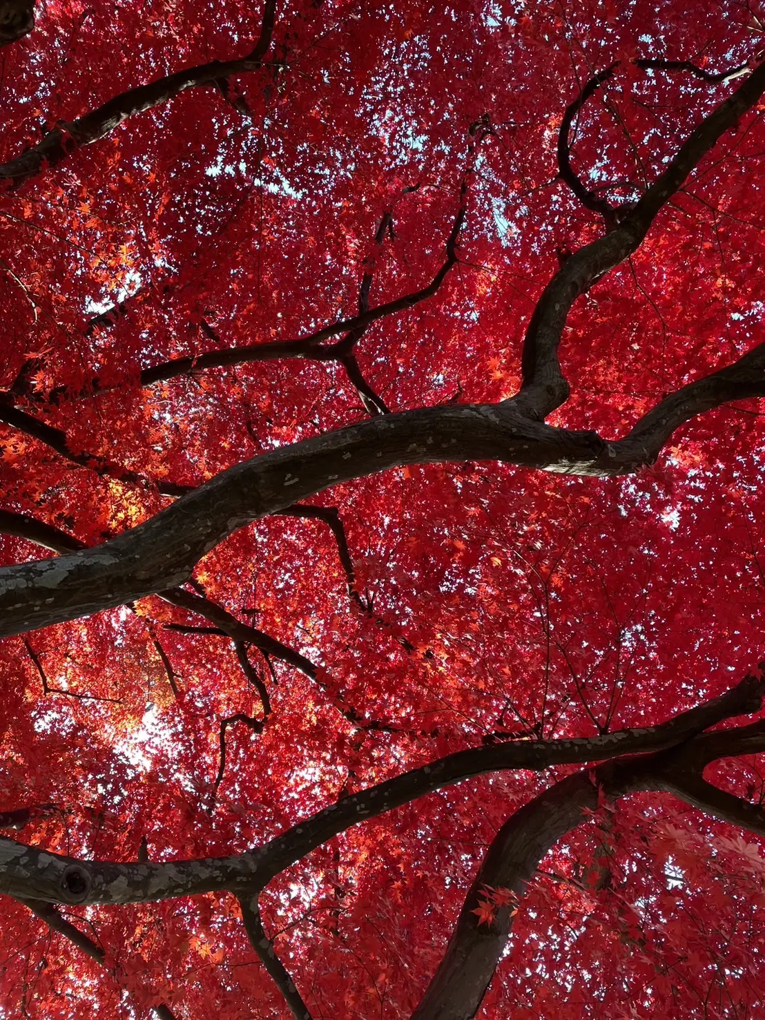 盛岡中央公民館の紅葉