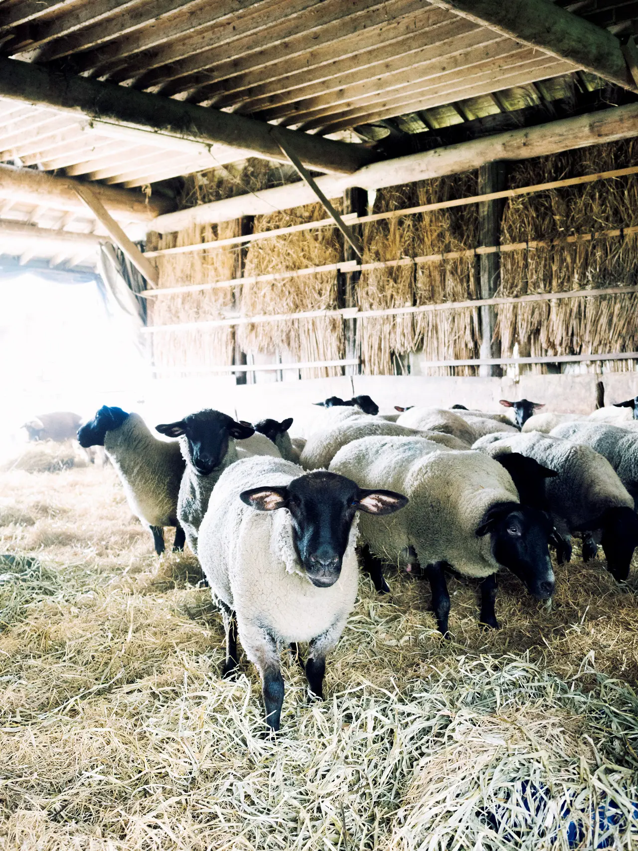 自家栽培の飼料で育てる 羊肉をワインとともに ひつじや_1_2-2