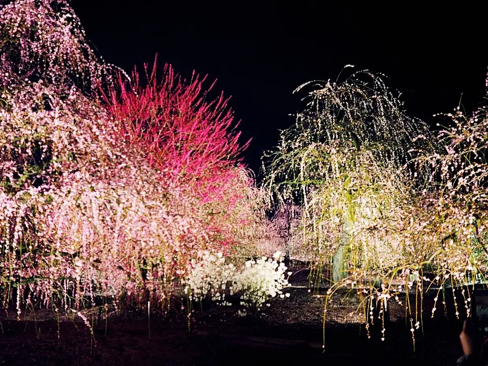 春の新作ZARAワンピで、バンクシーって誰？展と鈴鹿の森庭園へ_1_12