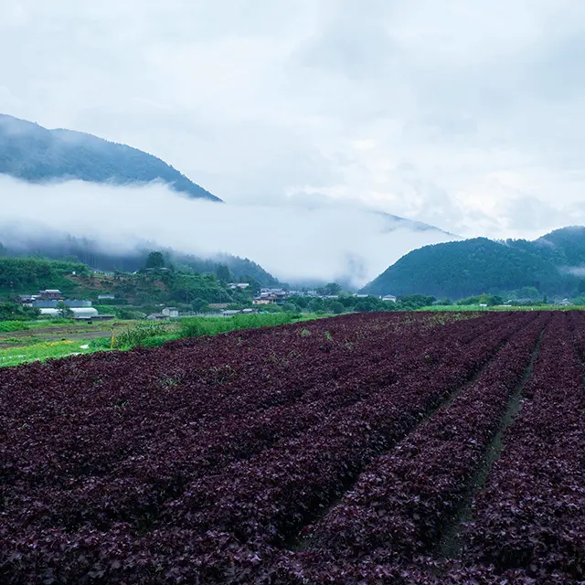 しば漬けの原料となる赤紫蘇が栽培されている