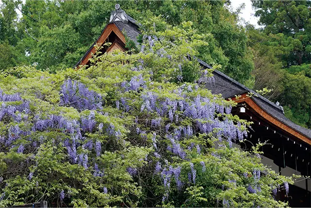 【藤を訪ねて、古都の旅へ】山藤の名所「奈良・春日大社」で穏やかなときを過ごす_1_9