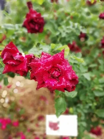 雨に濡れても綺麗な薔薇。黒真珠という品種だそう。