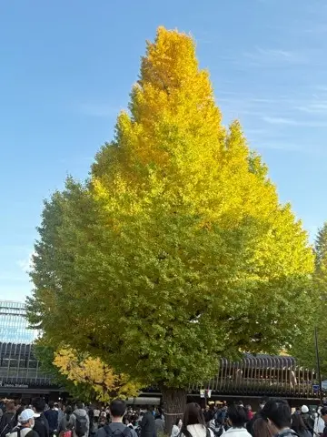 国立西洋美術館〜印象派〜展へ_1_2