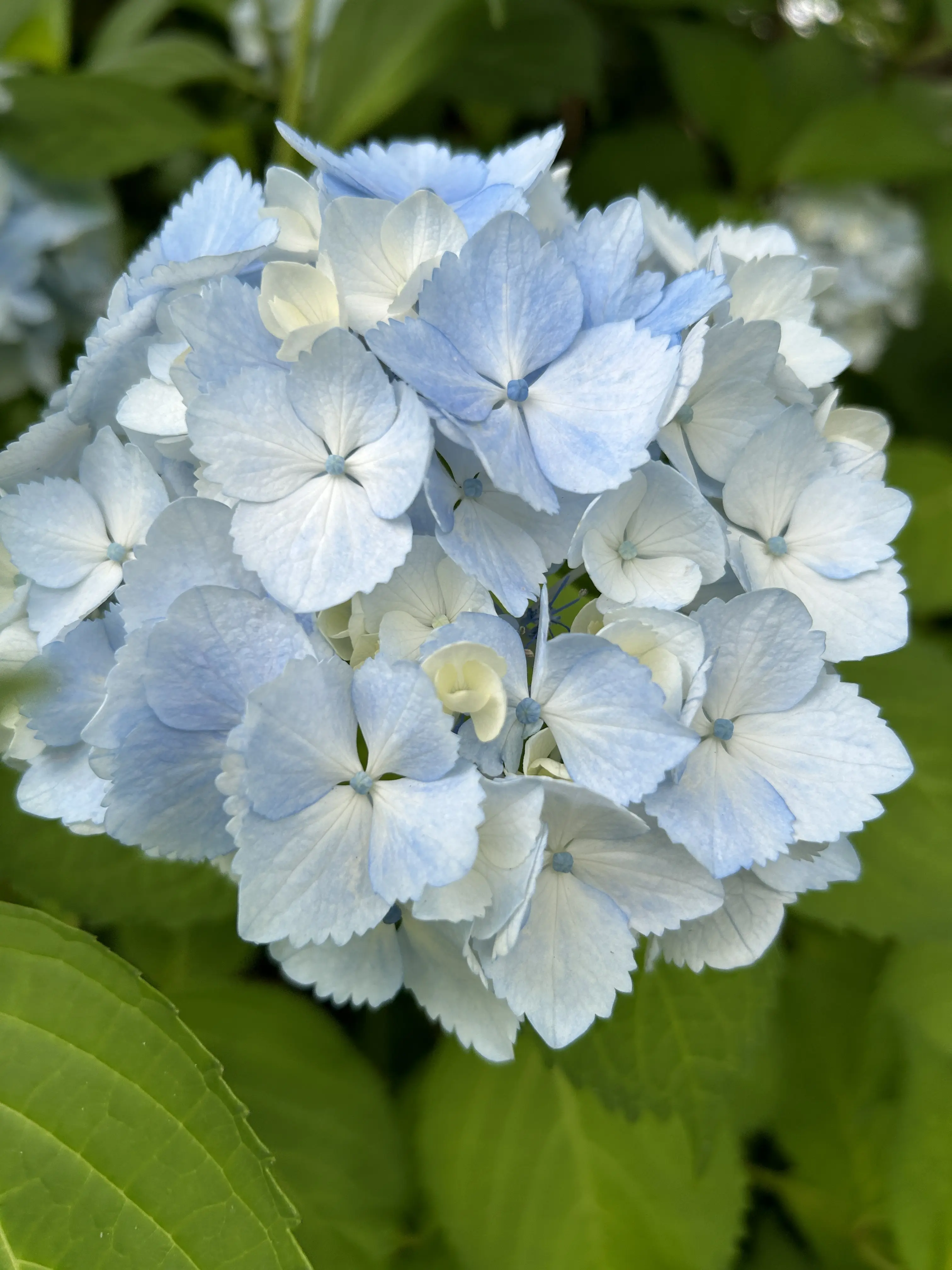 神戸の休日　100周年を迎えるベーカリーの教会カフェと紫陽花満開の中でゴルフを満喫_1_15