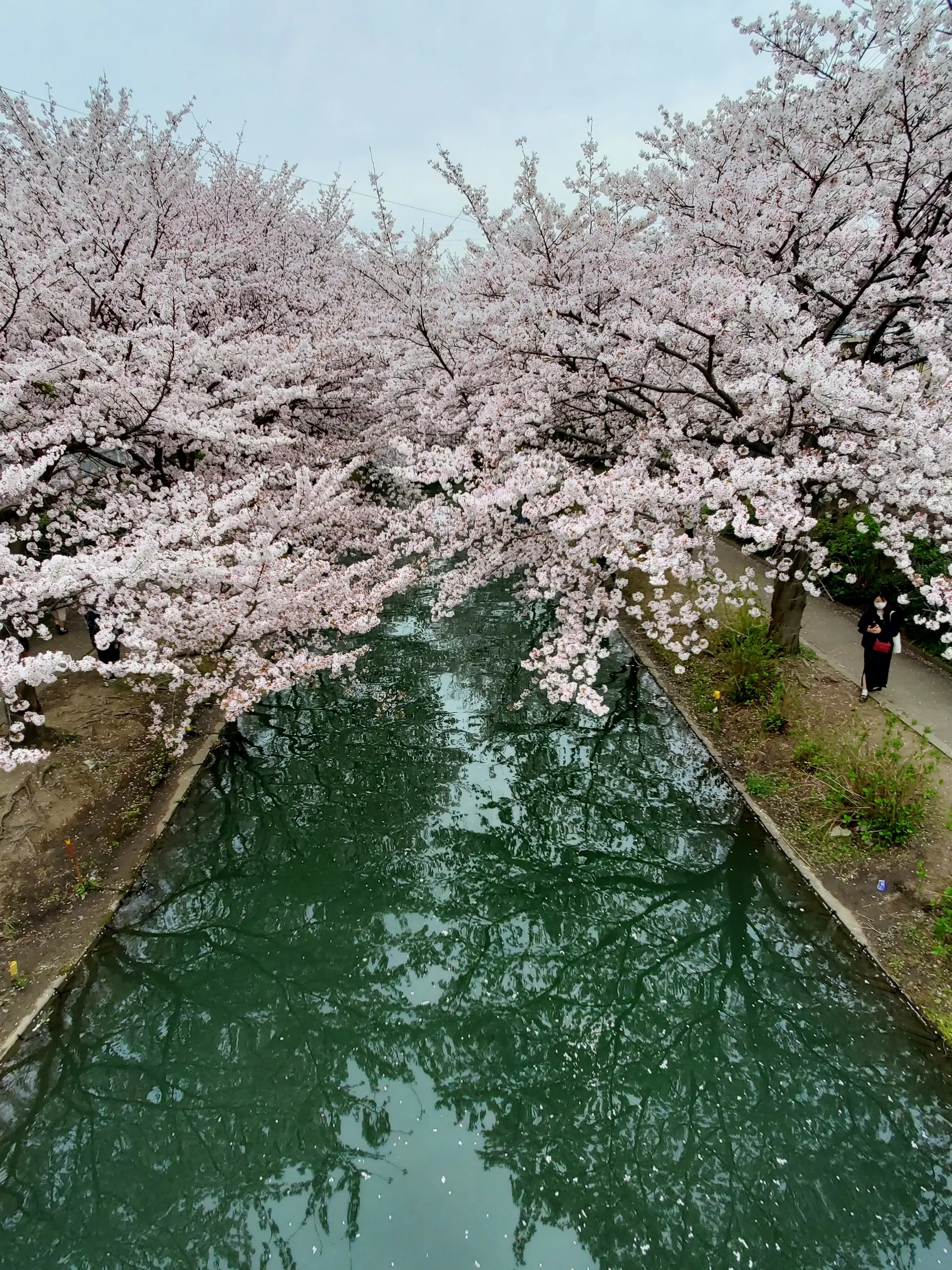 寺田屋付近の伏見の桜もとても綺麗でした。