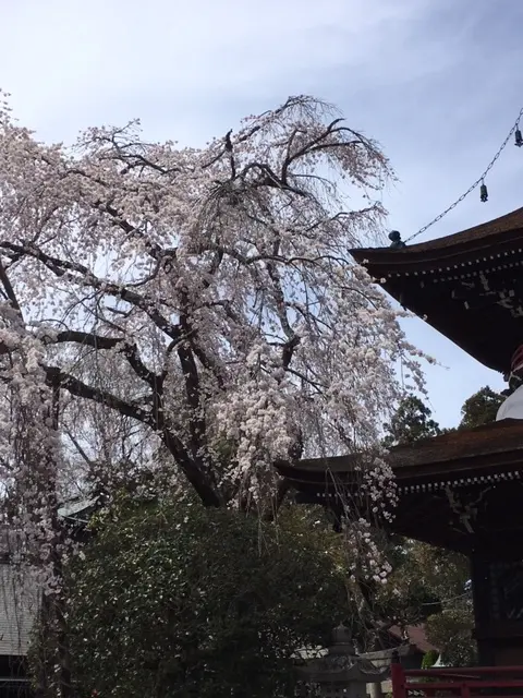 奈良吉野の千本桜と西宮夙川公園の桜♪_1_2-2