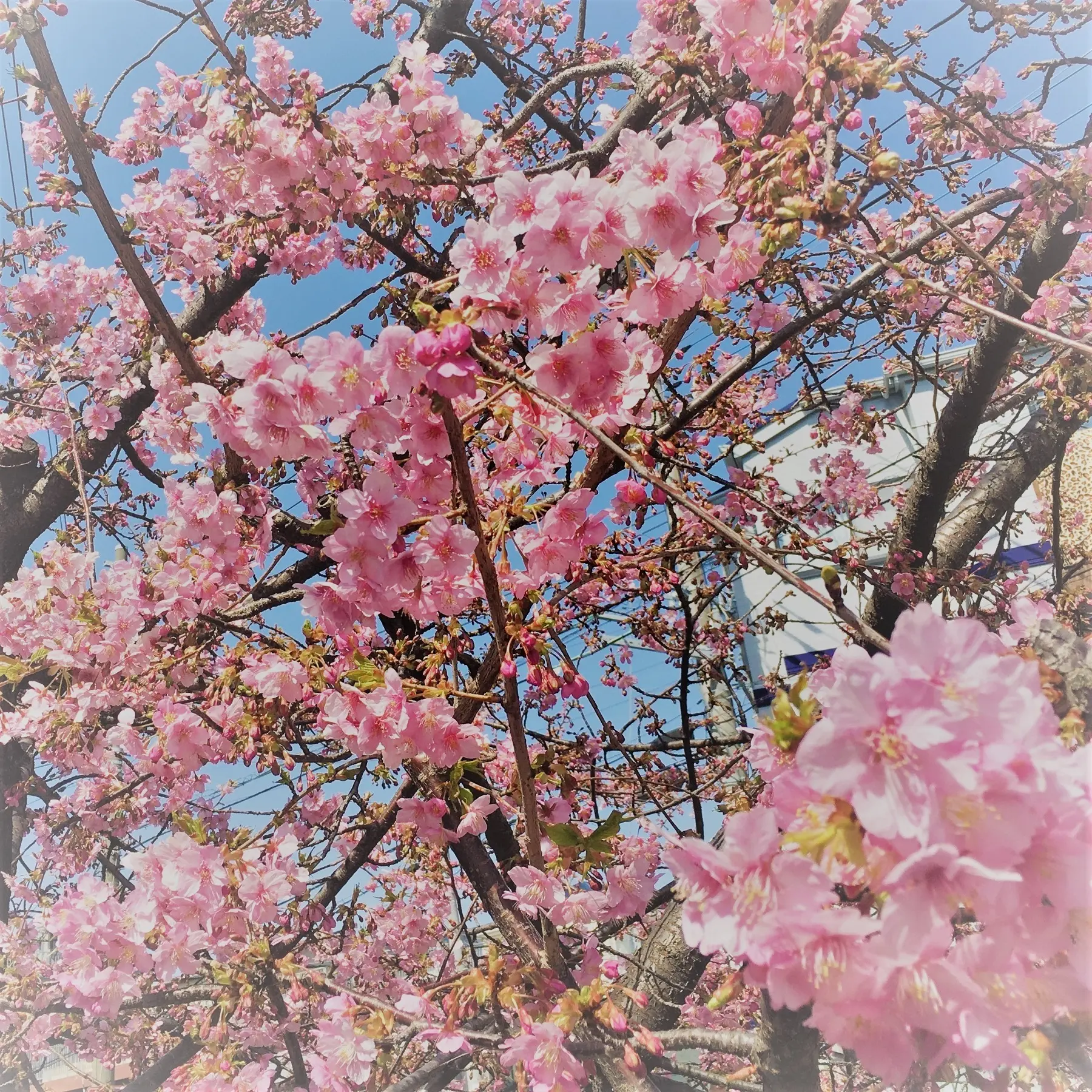 河津桜が見ごろを迎えています