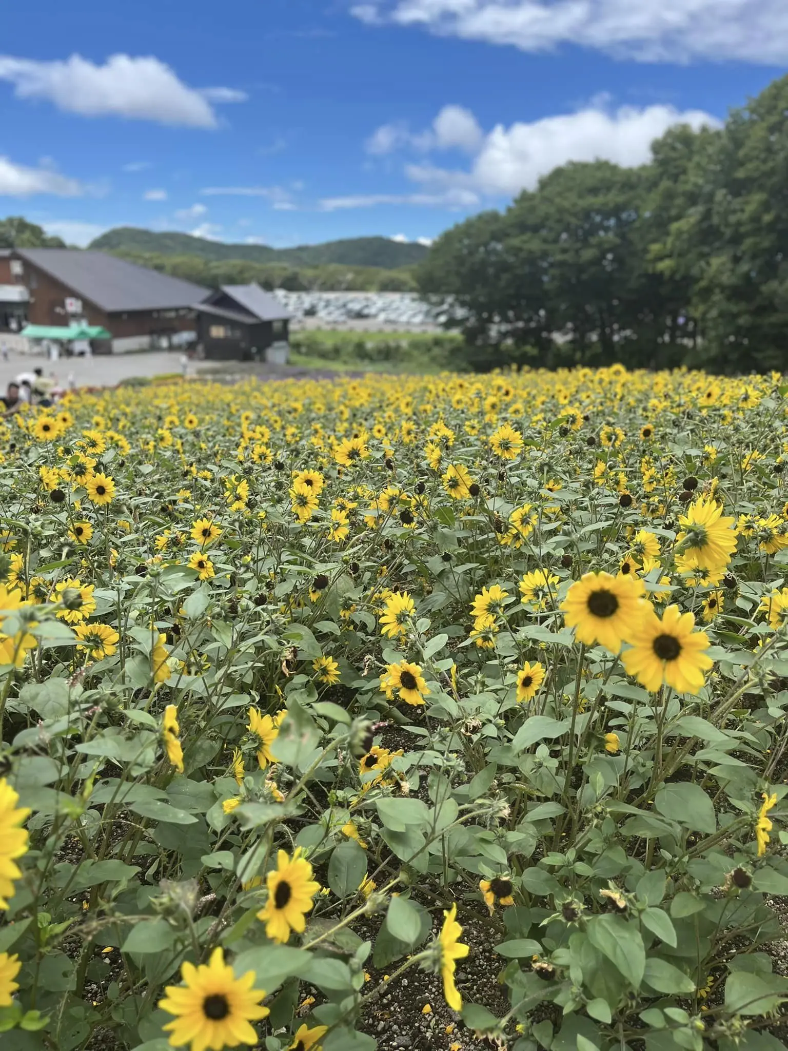 ラベンダーパークと滝。自然満喫のの夏の群馬ドライブ。_1_10-2