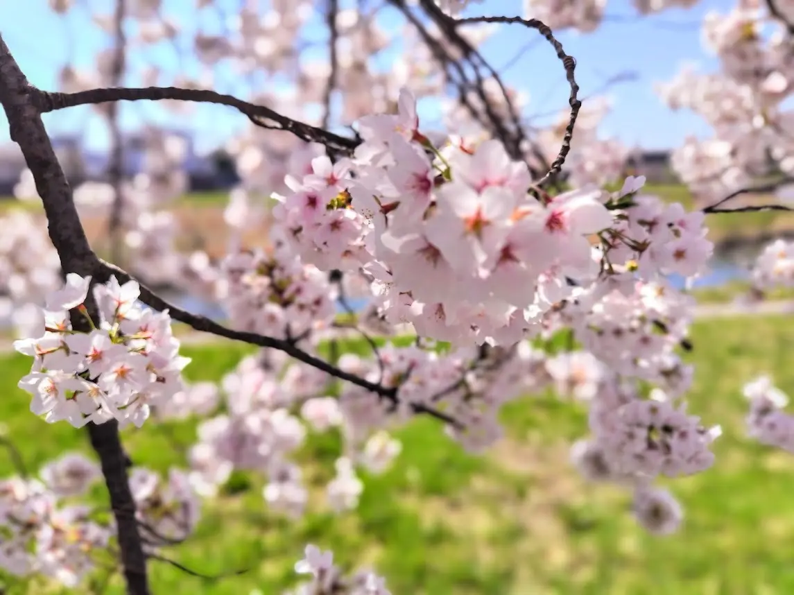 東北に桜の季節がやってきました🌸_1_2