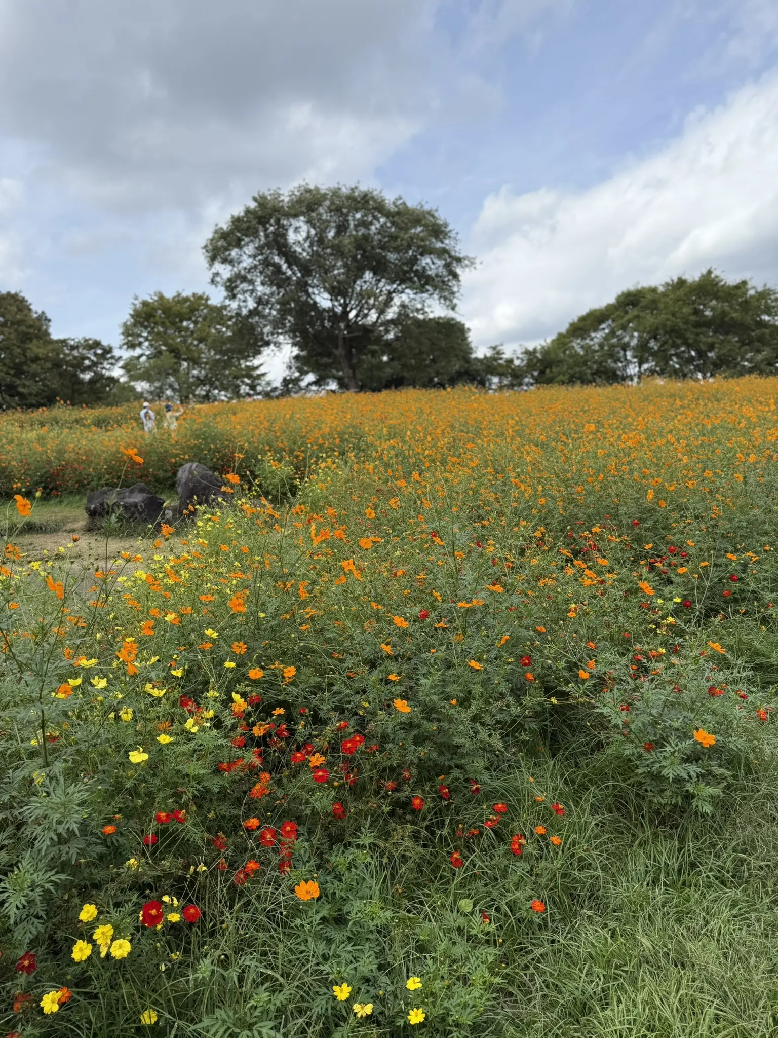 昭和記念公園　コスモス　コスモスまつり　キバナコスモス