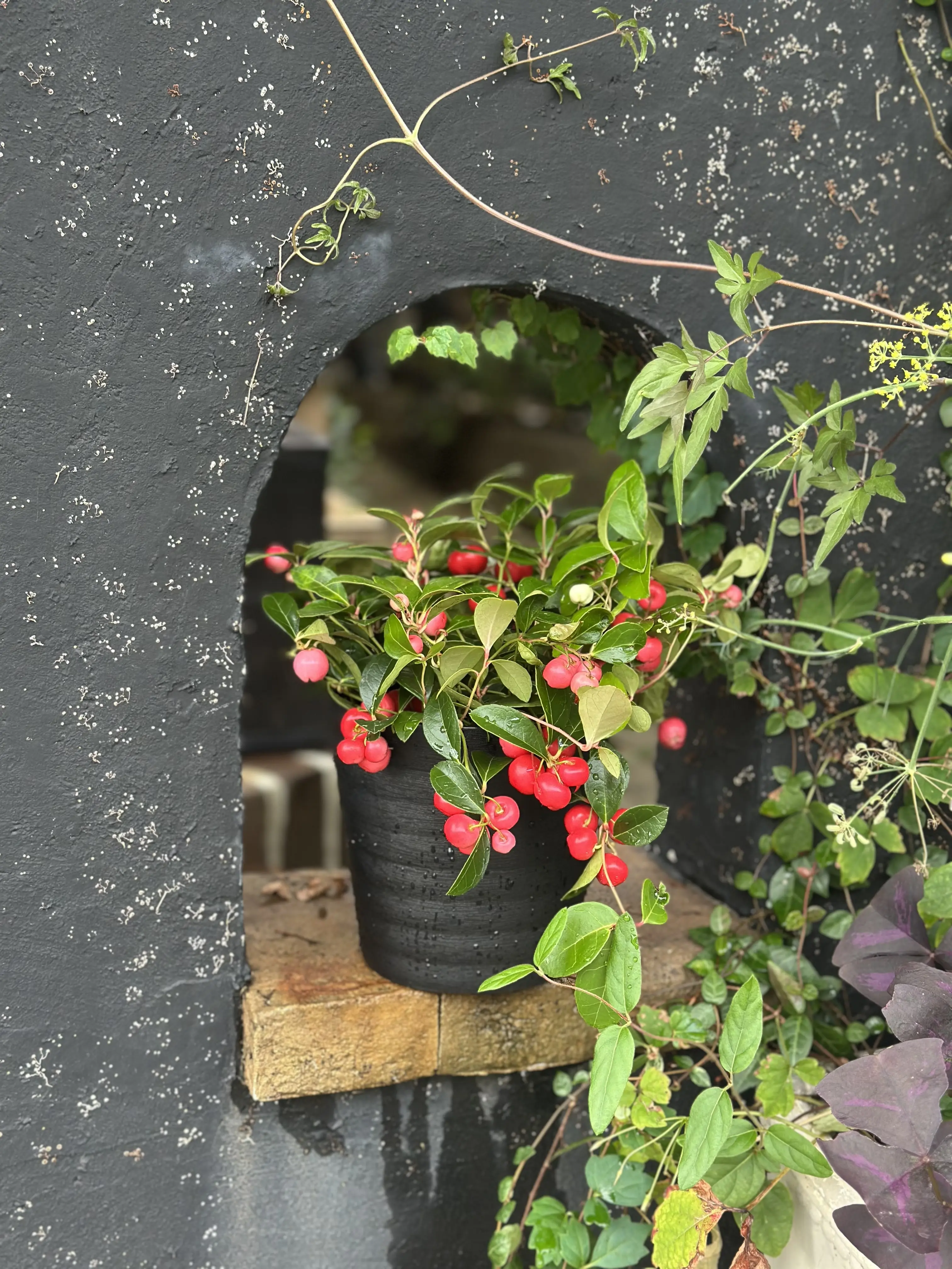 10月も下旬、本格的な秋到来！植物たちも変容し始めました。_1_1