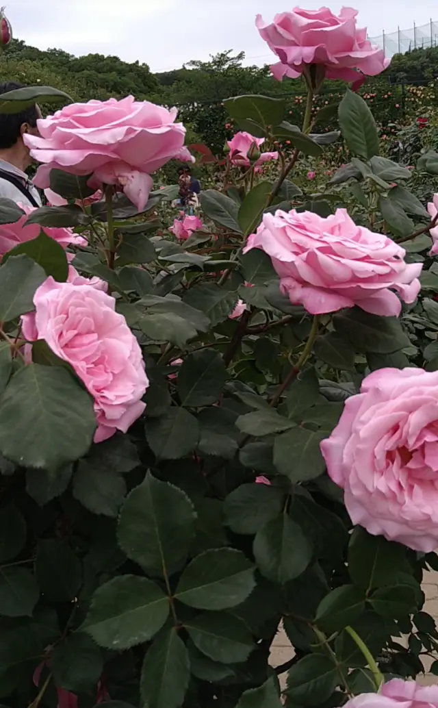 藤の花からバラへ❀フラワーパークを楽しむ_1_5