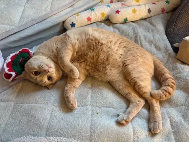 ねこ　保護猫　
