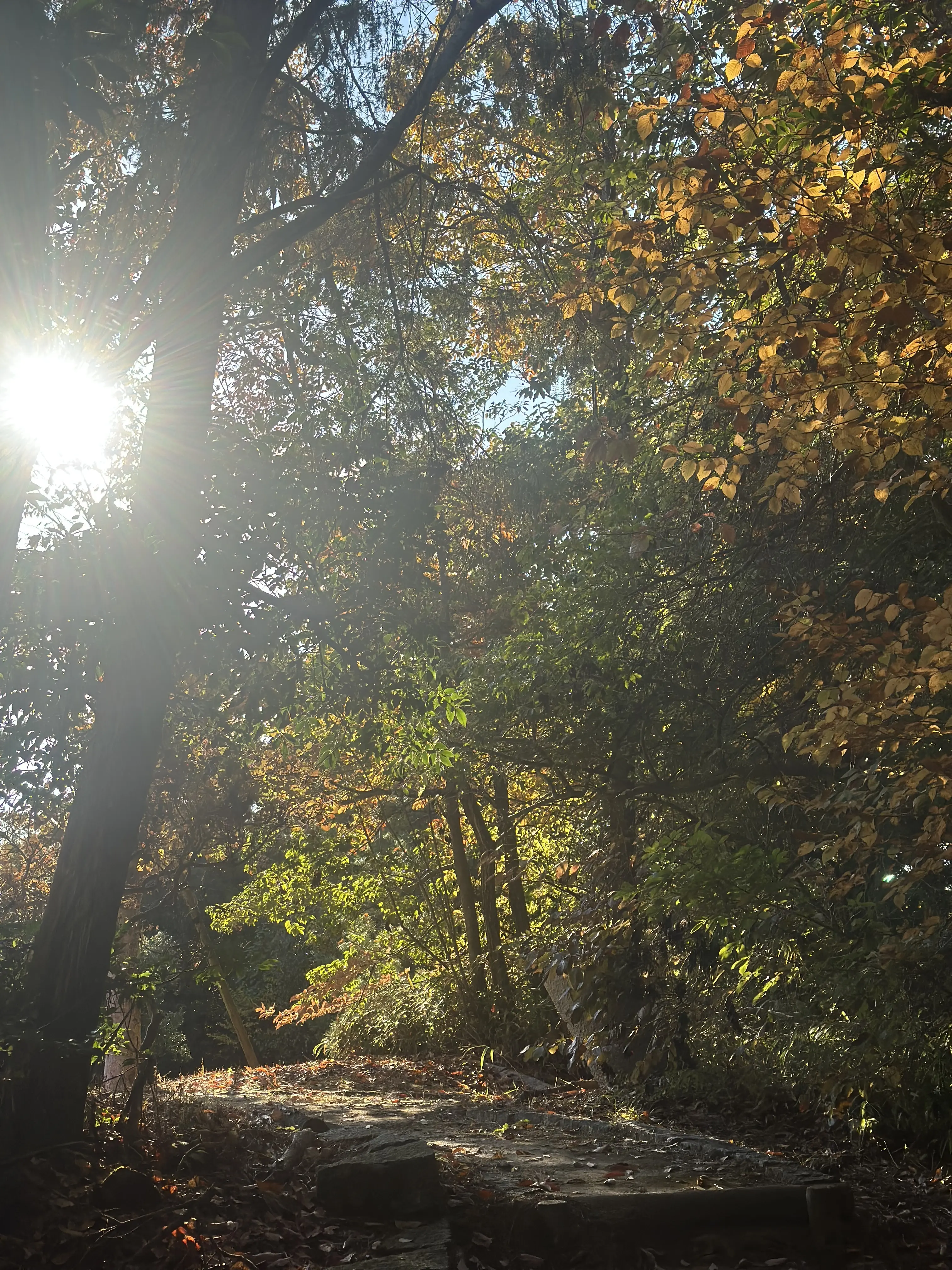秋の好日、紅葉散る前に・・・。_1_3