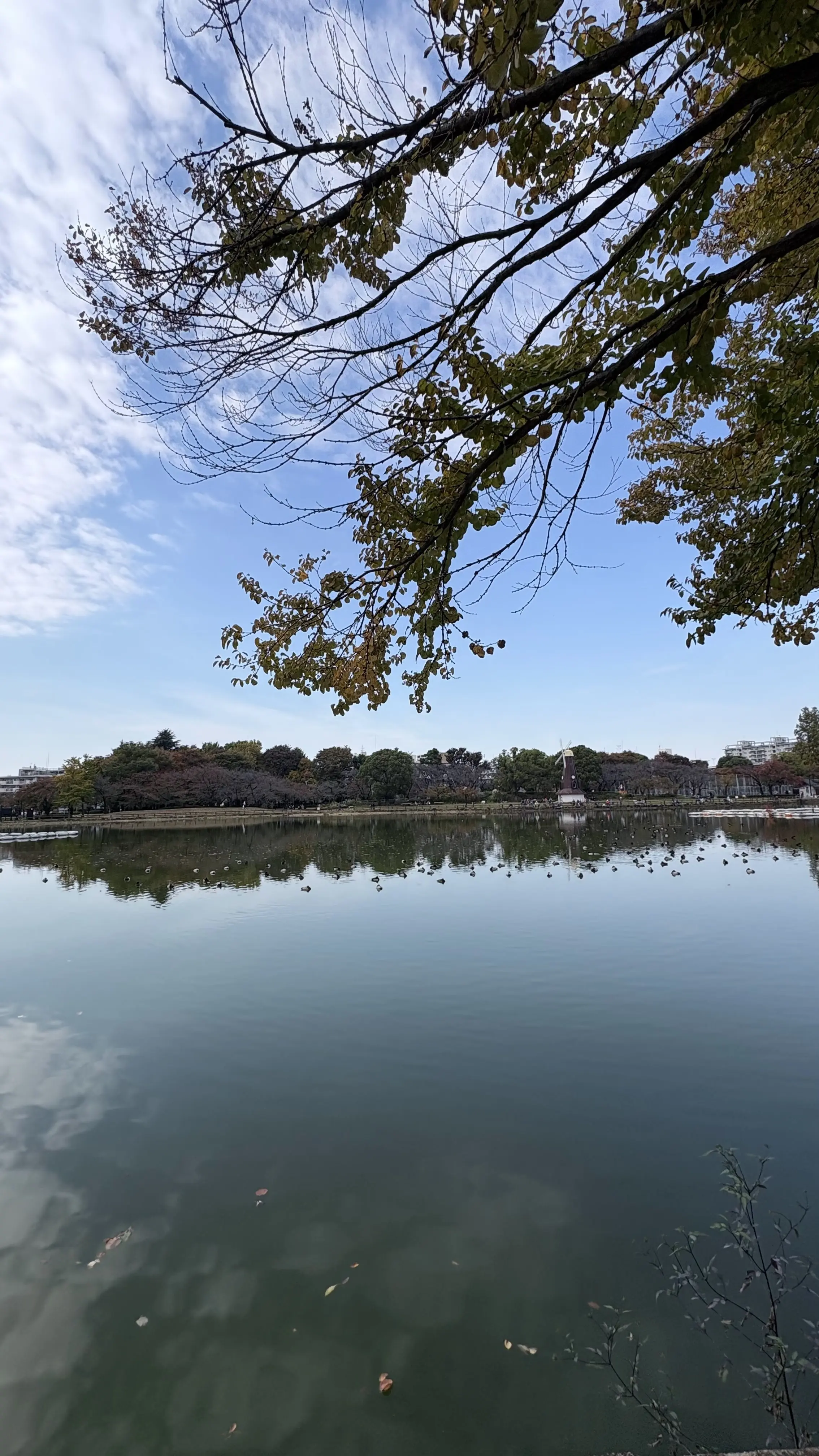 浮間公園　紅葉手前　池