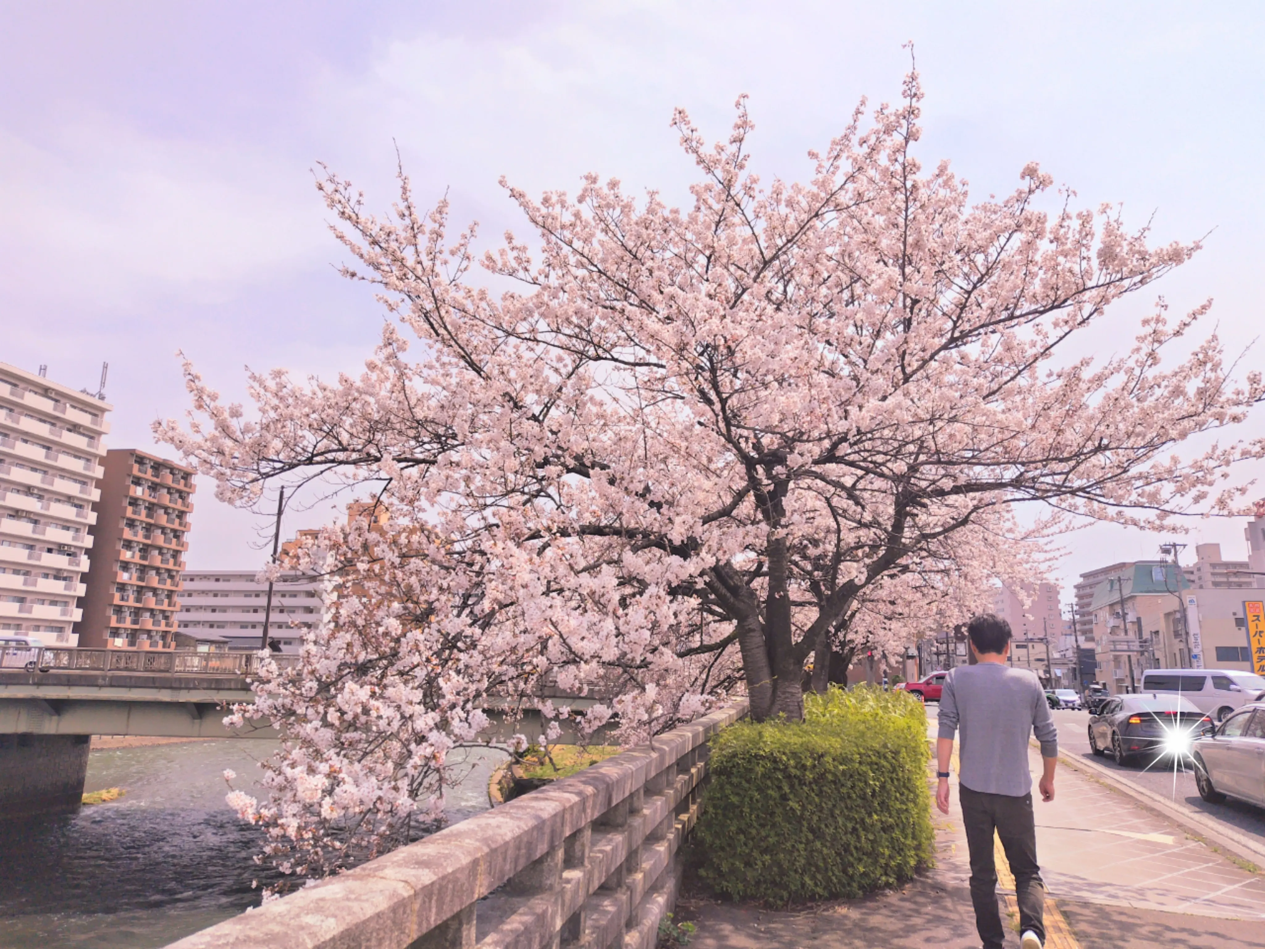 北上川沿いの桜