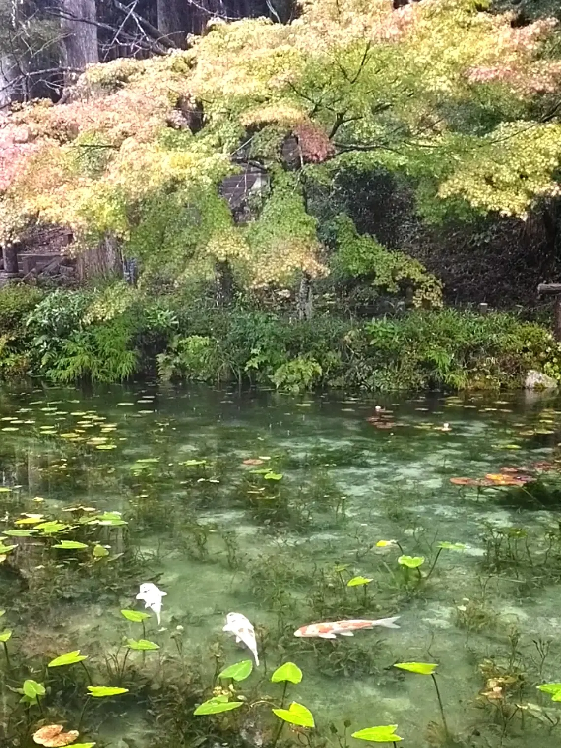 モネの池