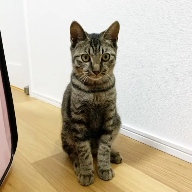 ねこ　保護猫　