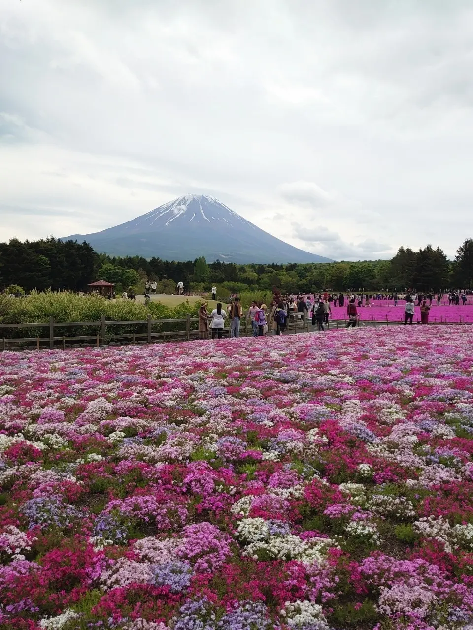 富士芝桜まつり