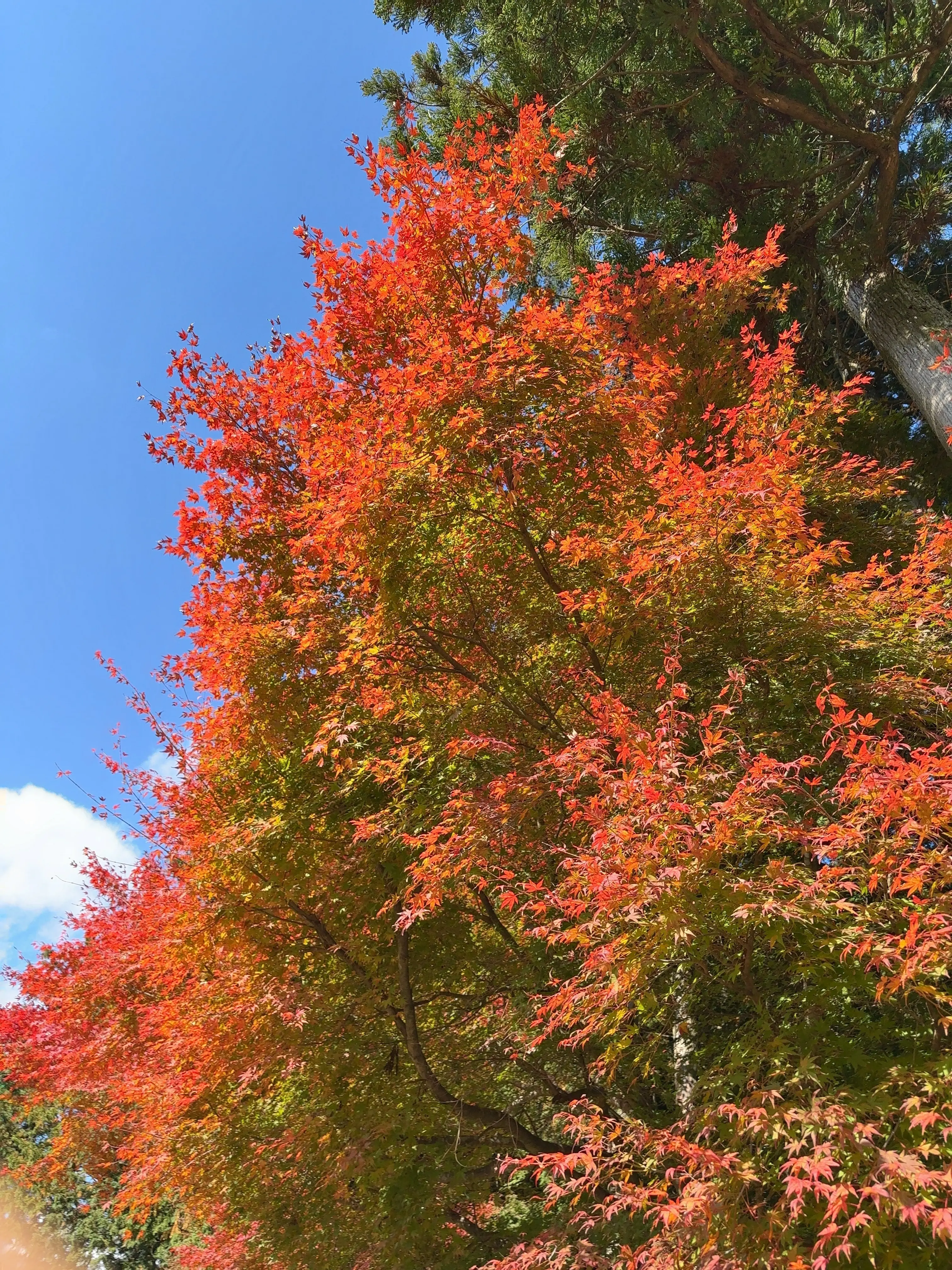 溺愛のダウン♡『HERNO』_1_10-2