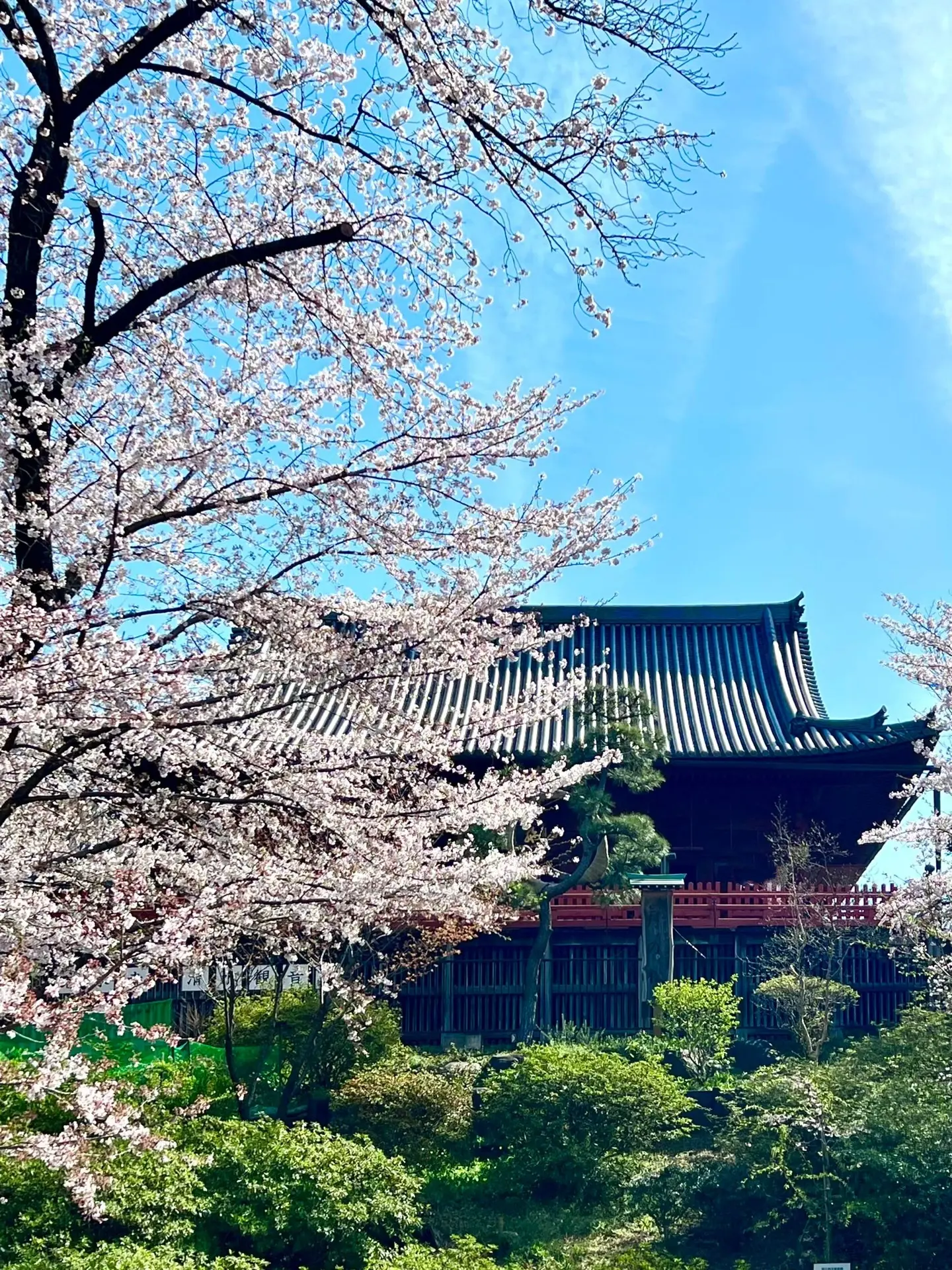 上野恩賜公園の桜　清水観音堂と桜