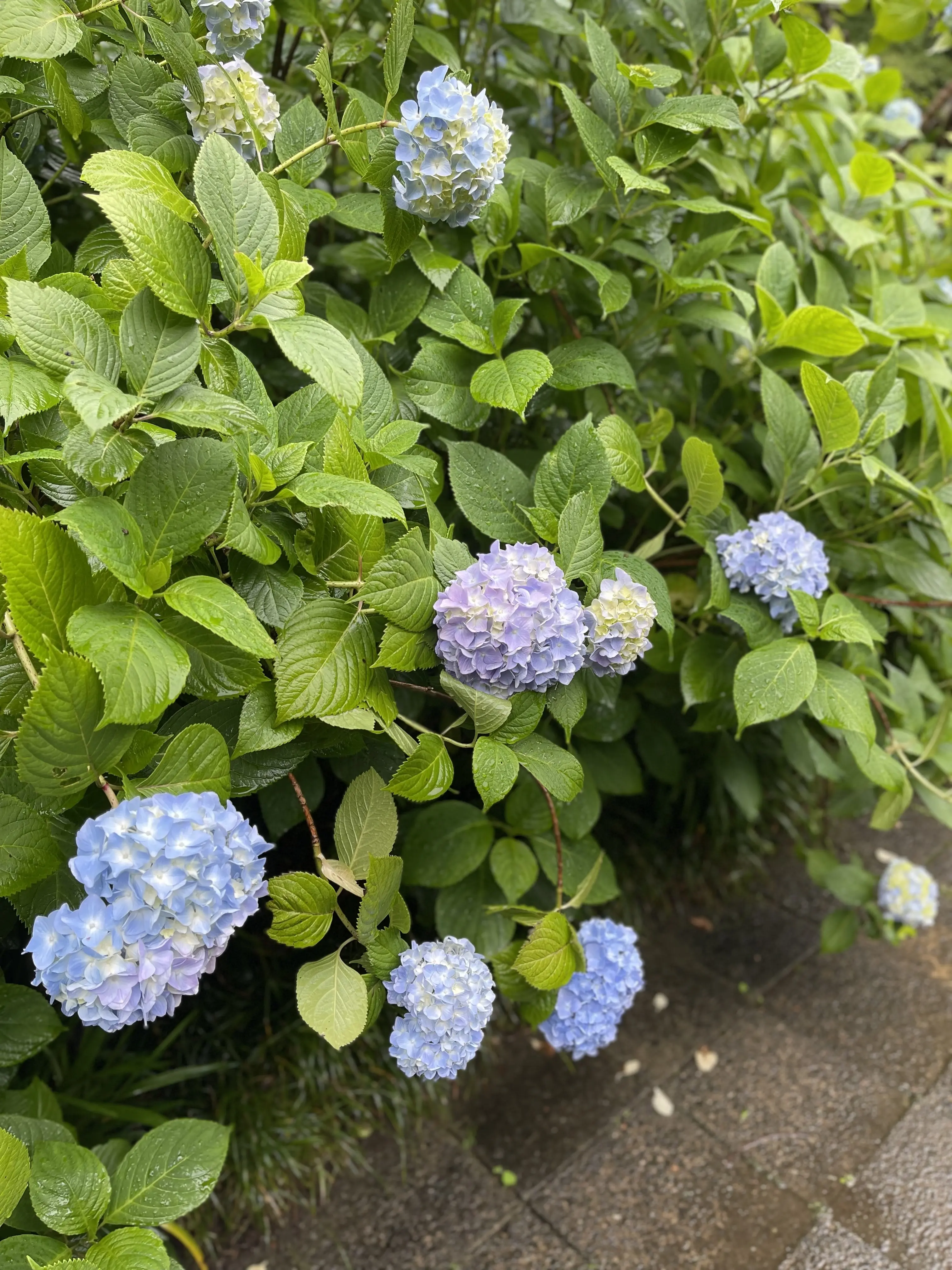 大人の鎌倉遠足♡紫陽花とグルメを満喫してきました✨_1_3
