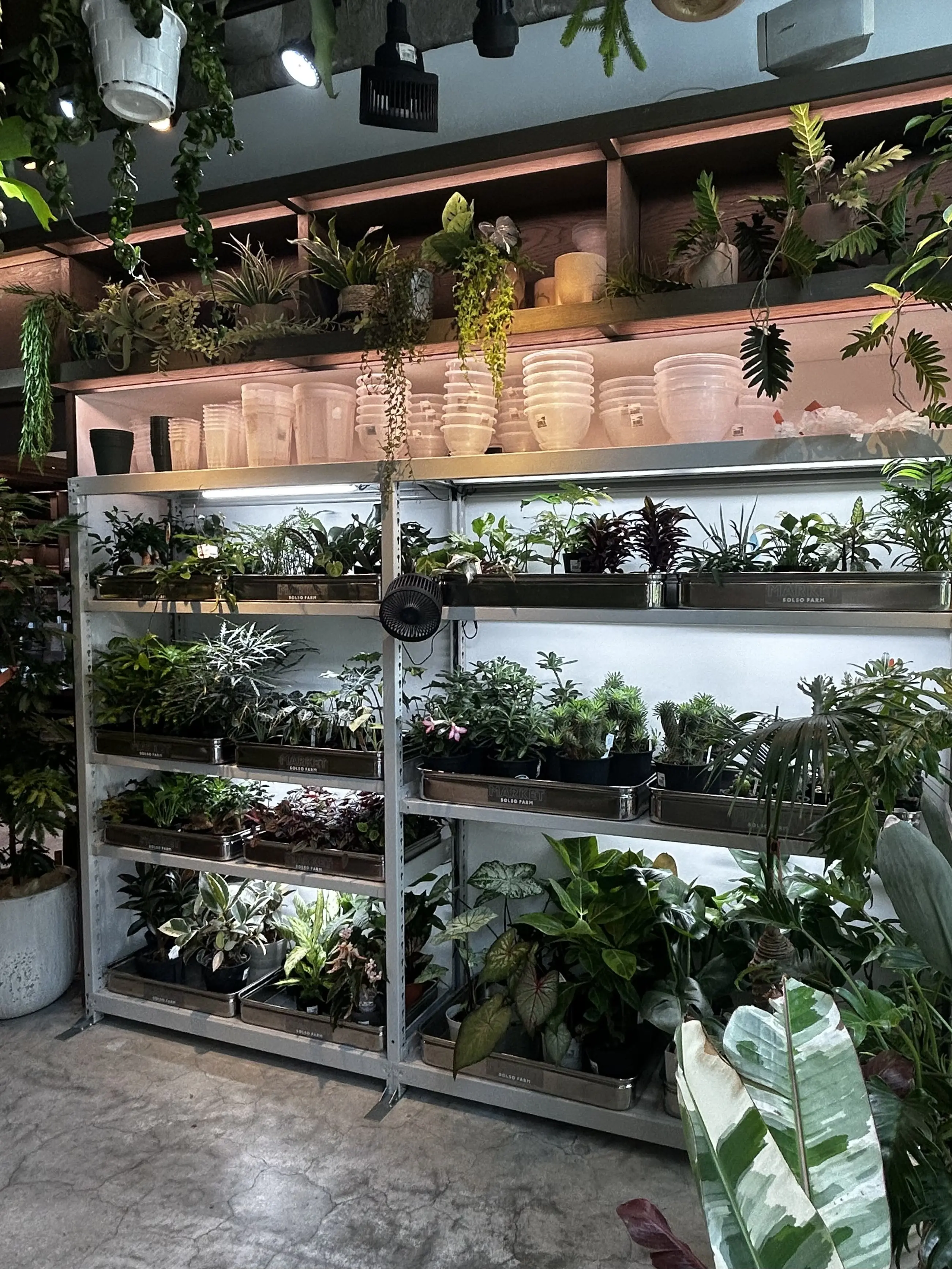 湘南 T-SITE 蔦屋書店 solso farm market 観葉植物
