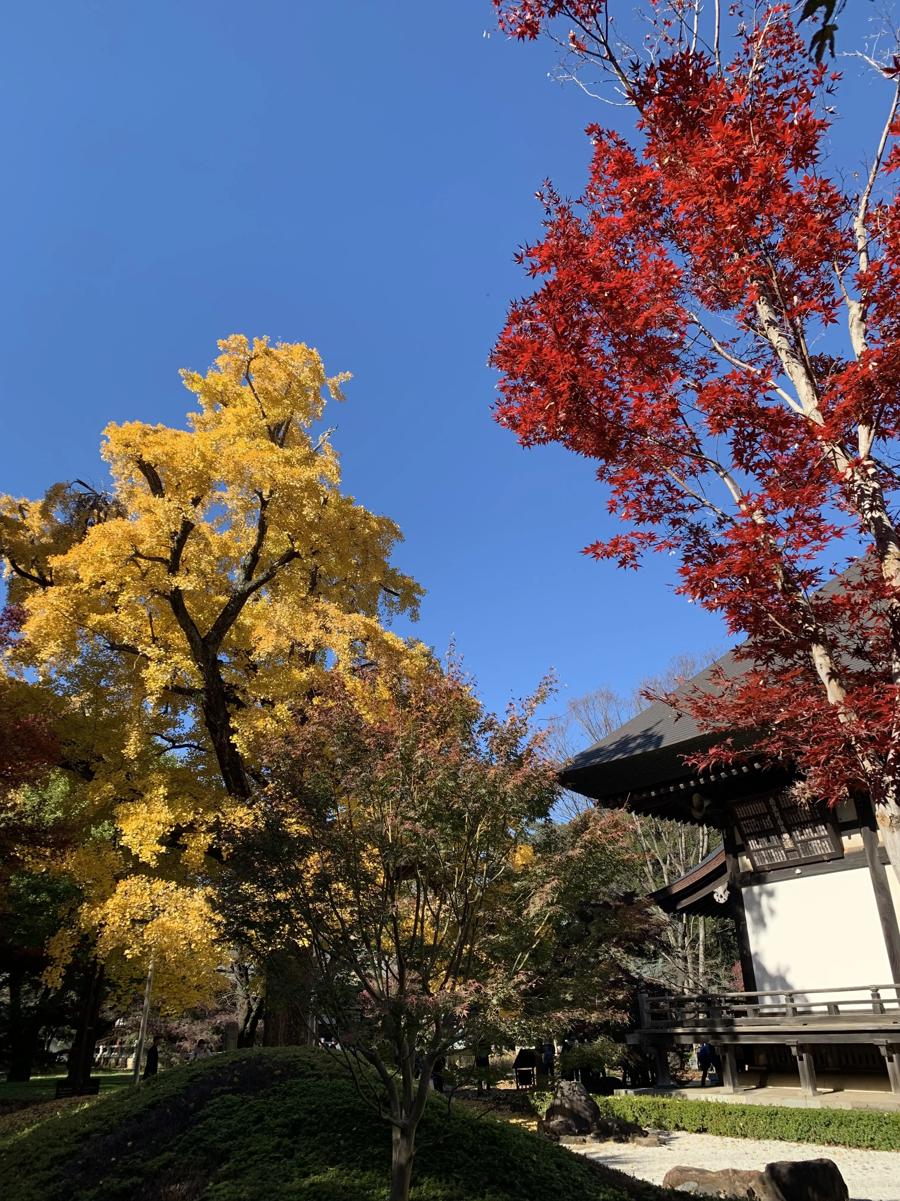 青空に映える紅葉