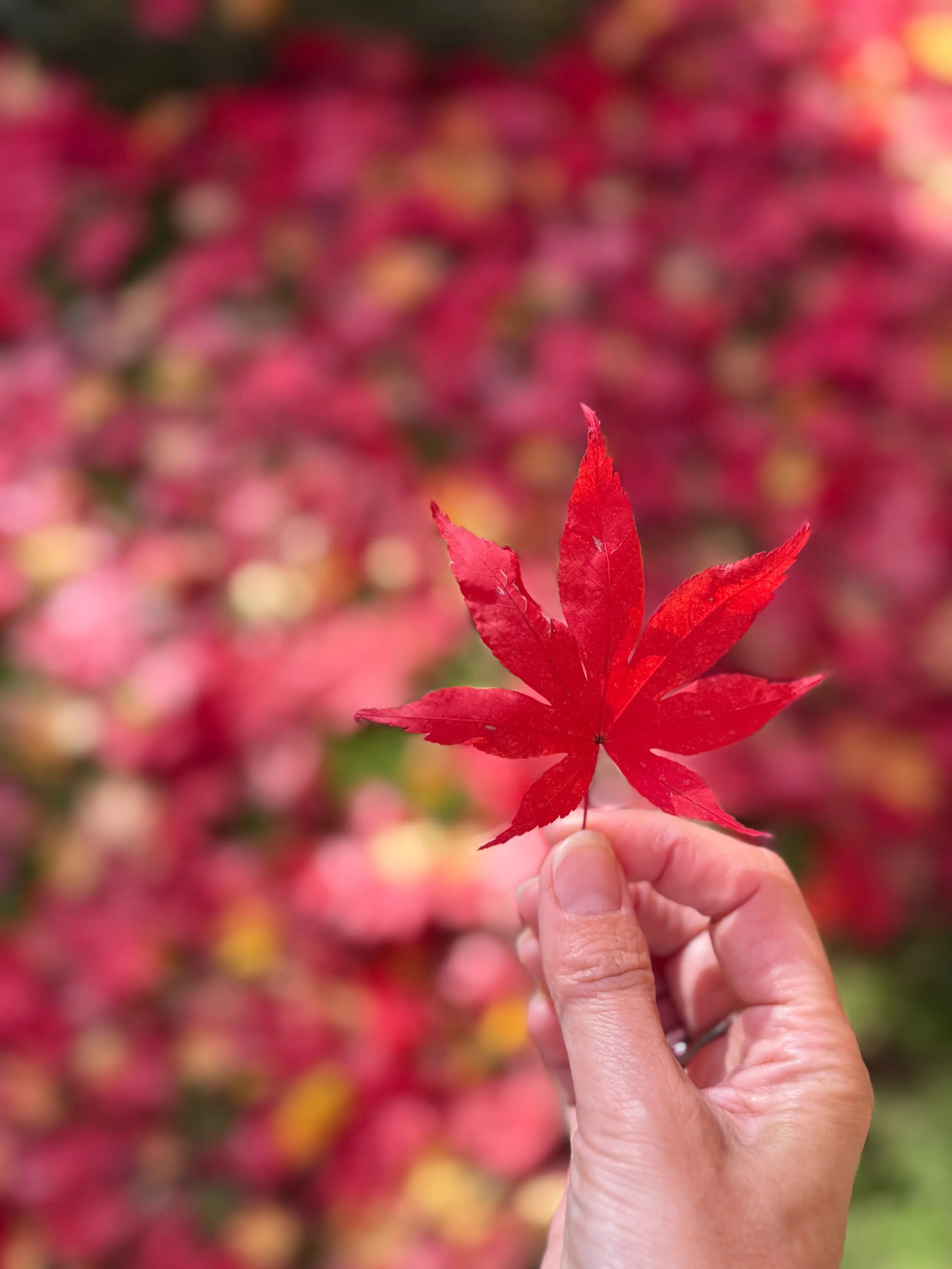 羽織るだけで見た目も気分も華やぐ♪ストールコーディネートで秋のお出かけ_1_22