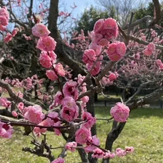 桜かと思いきや_1_2