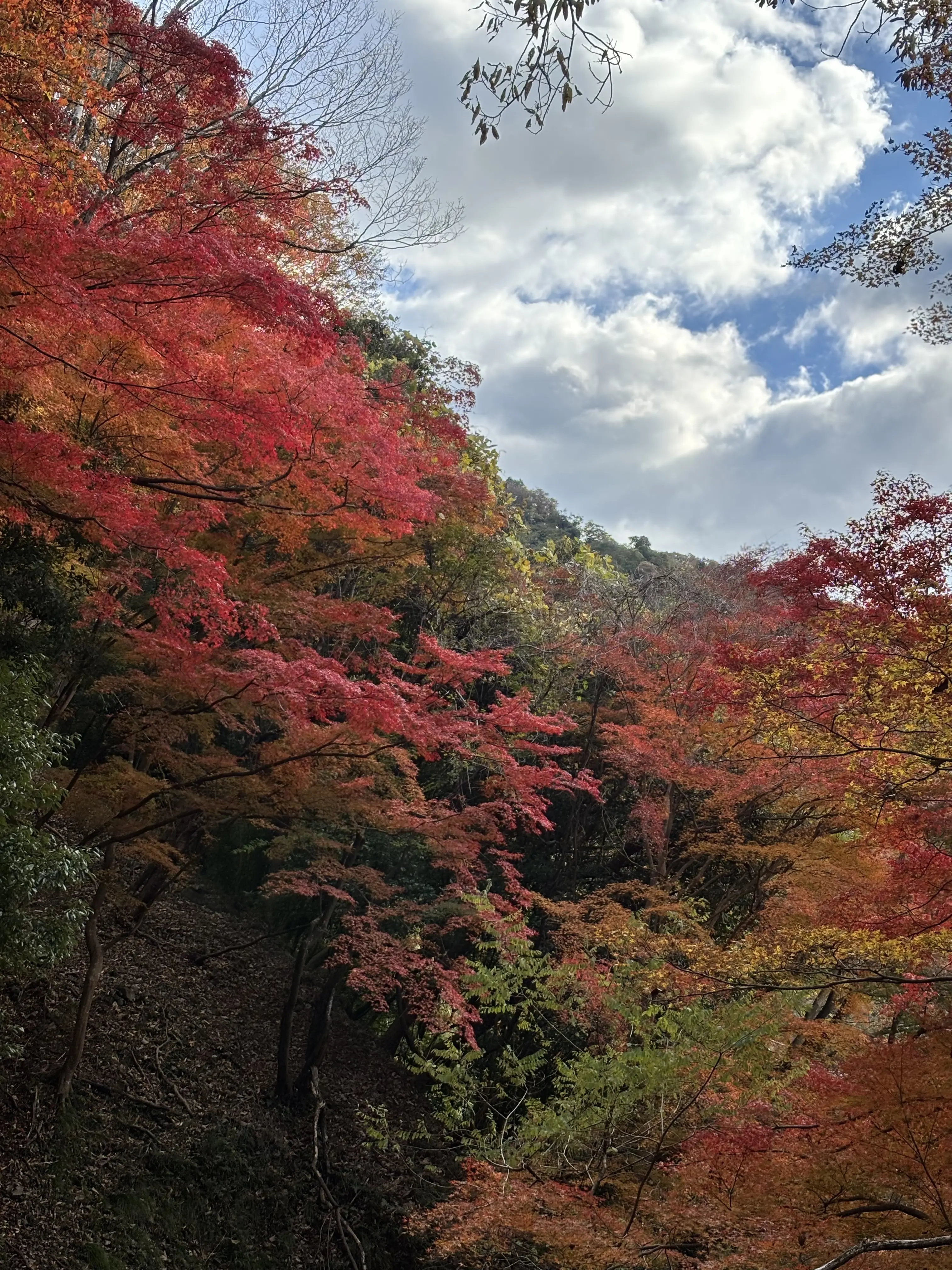 京都　八瀬　もみじの小径