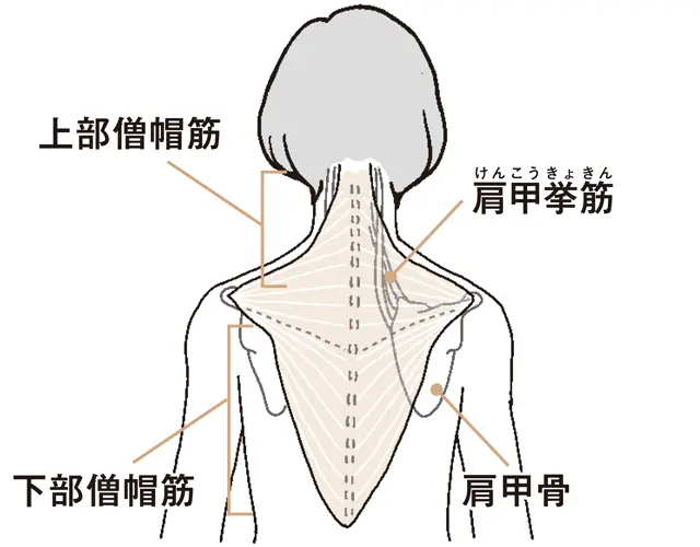 首コリにつながる筋肉と頸椎症の悪化状態