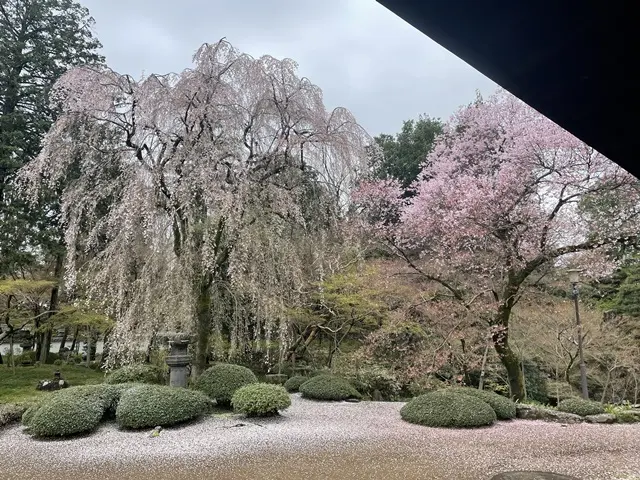 川越市喜多院の中庭にある枝垂桜