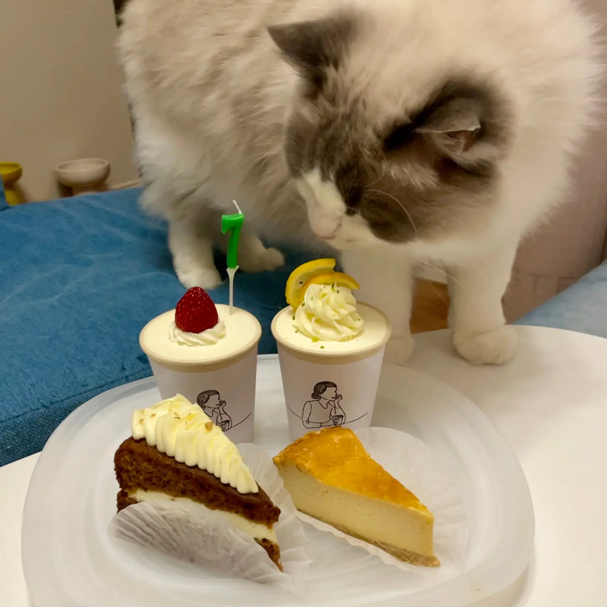 レモンのカップケーキの匂いを嗅ぐ猫