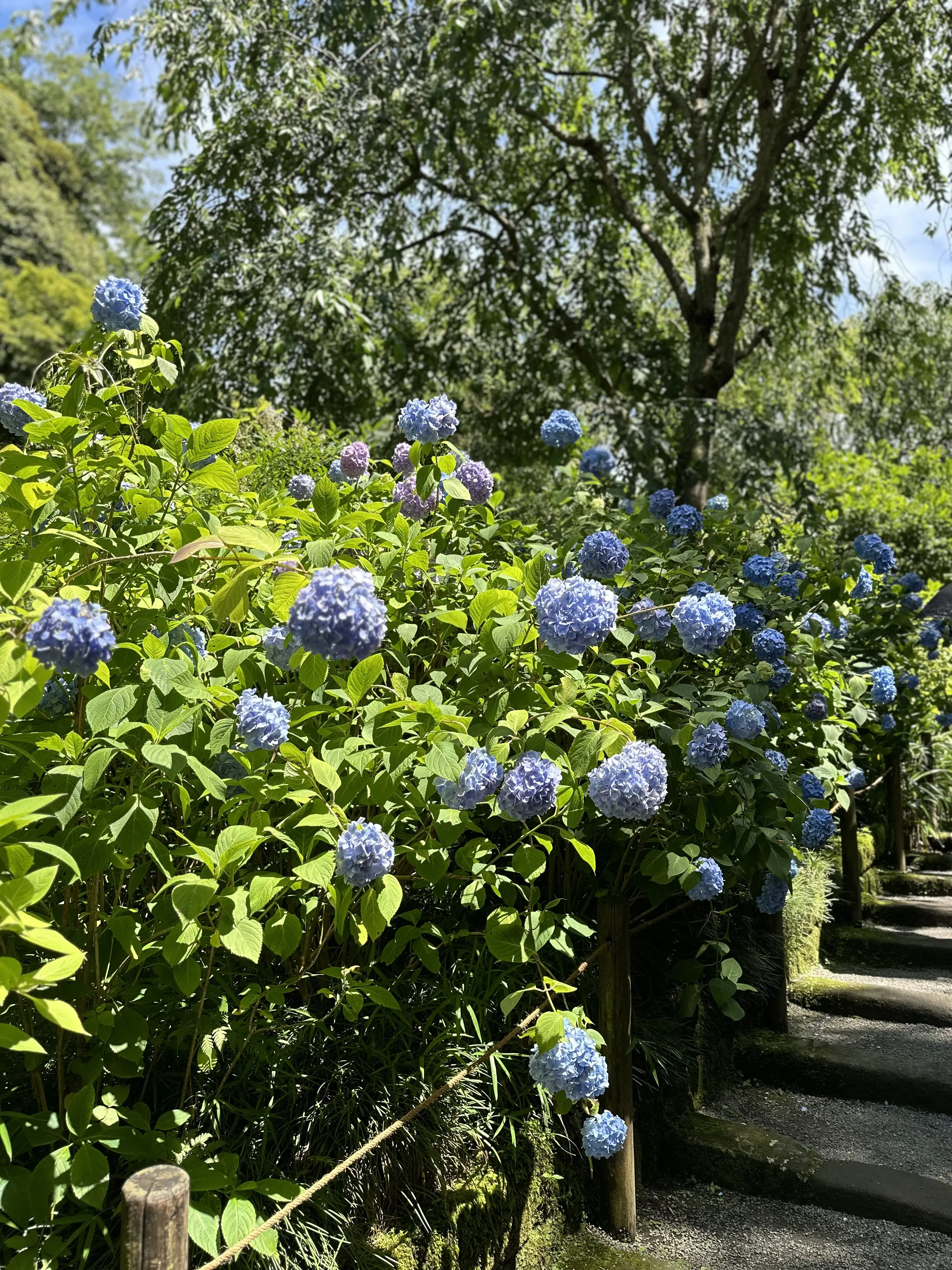 あじさいの花が咲き誇る初夏の北鎌倉明月院へ_1_2