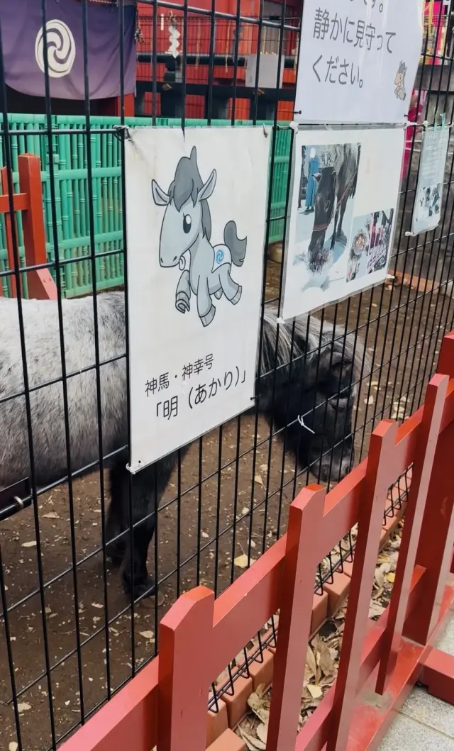 2026年の初詣は神田明神へ神馬あかりちゃんに会いに行きました！_1_5