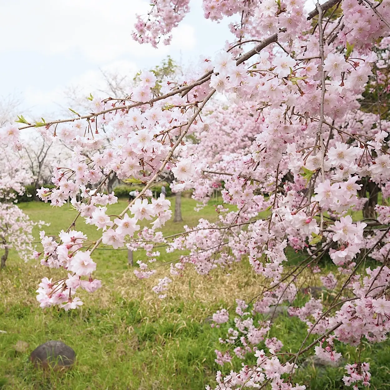 名古屋市千種区の平和公園　枝垂れ桜