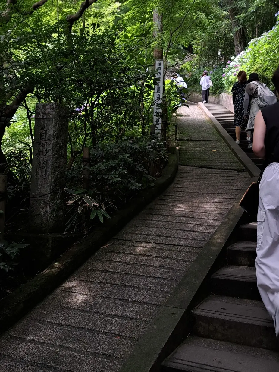 久しぶりの鎌倉 紫陽花鑑賞はお気に入りのパンツとかごバッグで_1_4