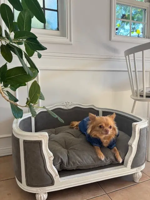 ワンちゃんとくつろげる北欧風カフェへ_1_8