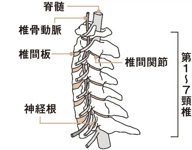 頸椎の構造図