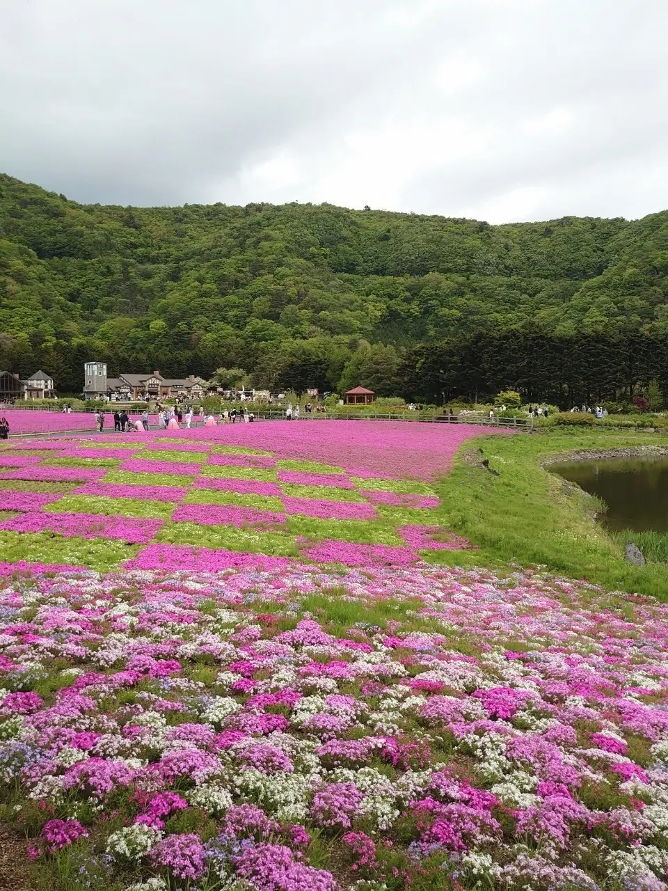 富士芝桜まつり